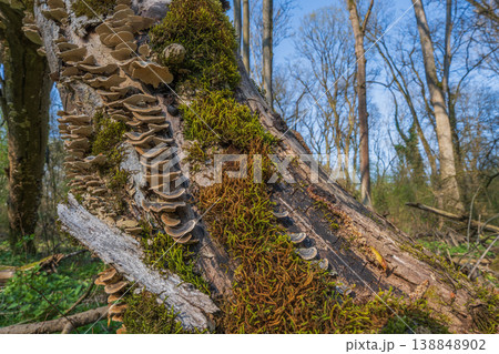 Tree trunk on ground, covered with fungus and moss, in forest in spring 138848902
