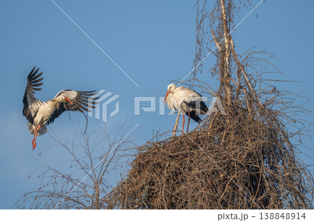 White stork (ciconia ciconia) brings branches to build nest in tree under clear blue sky in spring White stork (ciconia ciconia) brings branches to build nest in tree under clear blue sky in spring 138848914