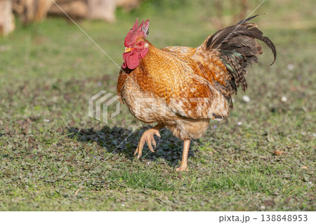 Magnificent rooster stands on grass on beautiful sunny day in open field. 138848953