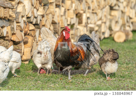 Chickens and rooster move near pile of wood at end of day Chickens and rooster move near pile of wood at end of day 138848967