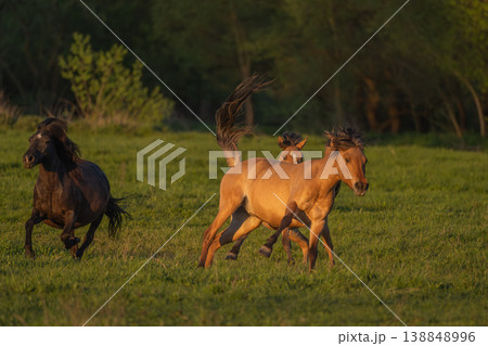 Horses moving at sunset in field Horses moving at sunset in field 138848996