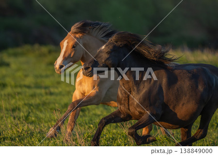 Horses moving at sunset in field Horses moving at sunset in field 138849000