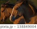 Horses moving at sunset in field 138849004