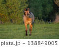 Horse stands in front of field in late afternoon in warm light 138849005