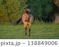 Horse stands in front of field in late afternoon in warm light 138849006