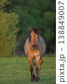 Horse stands in front of field in late afternoon in warm light 138849007