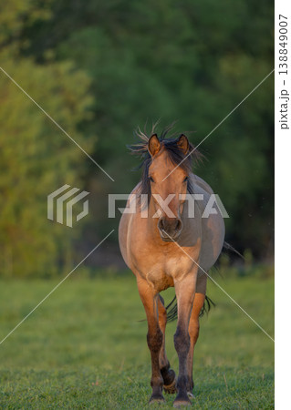 Horse stands in front of field in late afternoon in warm light Horse stands in front of field in late afternoon in warm light 138849007
