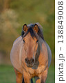 Horse stands in front of field in late afternoon in warm light 138849008