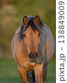 Horse stands in front of field in late afternoon in warm light 138849009