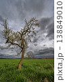 Tree stands alone in field with clouds in background during cloudy day 138849010
