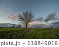 Bare tree stands in field at sunset near mountains 138849016