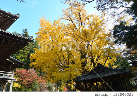 西念寺の紅葉 2025-11-16 #41 西念寺の紅葉 2025-11-16 #41 138849023
