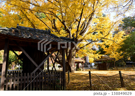 西念寺の紅葉 2025-11-16 #47 西念寺の紅葉 2025-11-16 #47 138849029