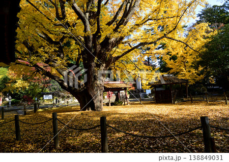 西念寺の紅葉 2025-11-16 #49 西念寺の紅葉 2025-11-16 #49 138849031