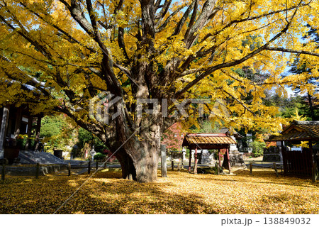 西念寺の紅葉 2025-11-16 #50 西念寺の紅葉 2025-11-16 #50 138849032
