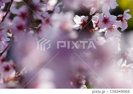 やわらかなボケに包まれた桜の花の印象風景 やわらかなボケに包まれた桜の花の印象風景 138849068