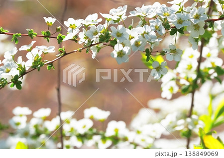 春の光に輝く白い小花の枝と自然背景 春の光に輝く白い小花の枝と自然背景 138849069