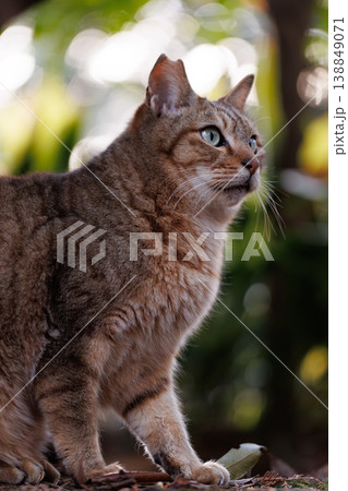 自然の中で舌なめずりする猫 138849071