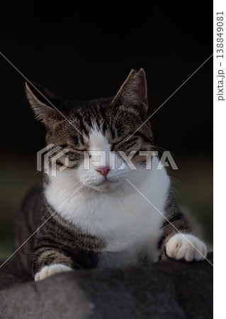 素人は黙っとれみたいな顔の野良猫 素人は黙っとれみたいな顔の野良猫 138849081