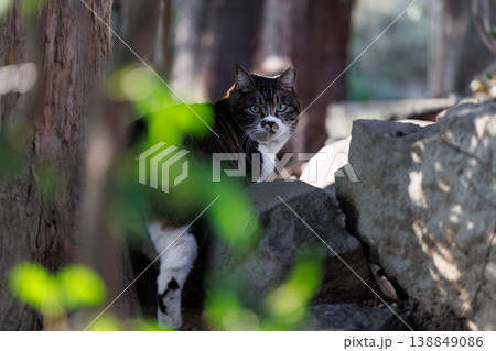 振り向いて見つめる丸い野良猫 振り向いて見つめる丸い野良猫 138849086
