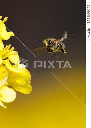 菜の花にとまるニホンミツバチ 菜の花にとまるニホンミツバチ 138849091