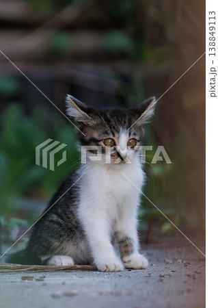 イカ耳の野良猫の子猫 イカ耳の野良猫の子猫 138849113
