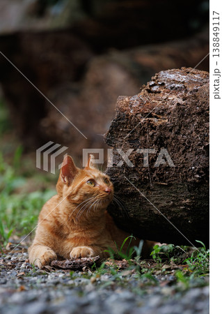 日向ぼっこする野良猫 日向ぼっこする野良猫 138849117
