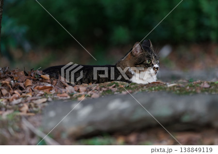 まん丸な丸々とした野良猫 まん丸な丸々とした野良猫 138849119