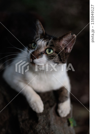 見上げる綺麗な野良猫 見上げる綺麗な野良猫 138849127