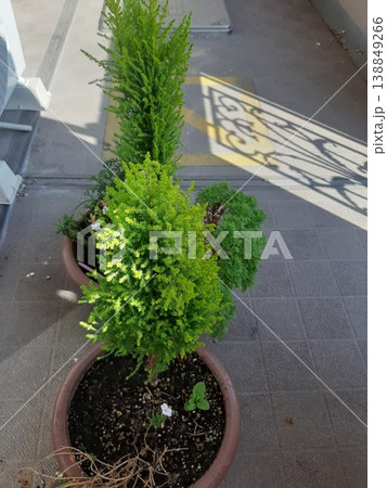 玄関先にある植木 ベランダの植物 玄関先にある植木 ベランダの植物 138849266