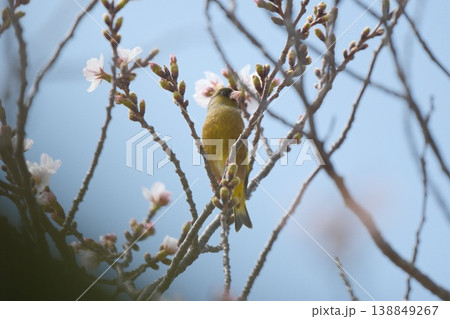 カワラヒワ、咲き始めた桜の木に止まっているところを見上げる 138849267