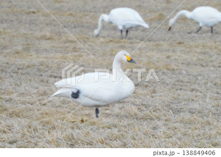 休憩中の白鳥たち 休憩中の白鳥たち 138849406