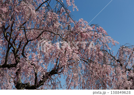 満開の枝垂れ桜 138849628