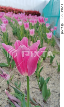 チューリップの花壇 チューリップの花壇 138849641