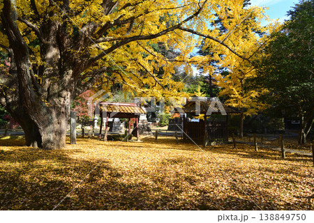 西念寺の紅葉　2025-11-16　＃51 138849750