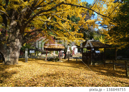 西念寺の紅葉 2025-11-16 #56 西念寺の紅葉 2025-11-16 #56 138849755