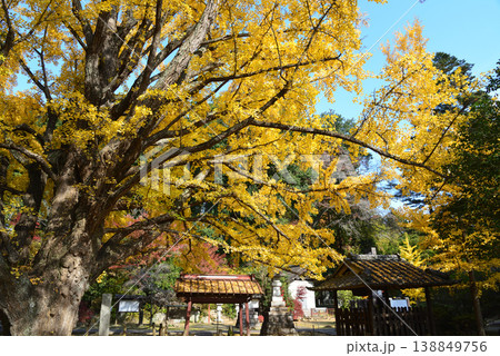 西念寺の紅葉 2025-11-16 #57 西念寺の紅葉 2025-11-16 #57 138849756