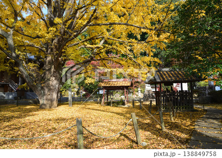 西念寺の紅葉 2025-11-16 #59 西念寺の紅葉 2025-11-16 #59 138849758