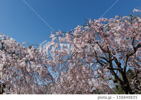 満開の枝垂れ桜 138849835