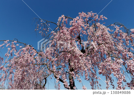 満開の枝垂れ桜 138849886