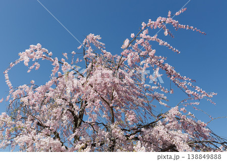 満開の枝垂れ桜 満開の枝垂れ桜 138849888