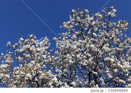 満開の枝垂れ桜 満開の枝垂れ桜 138849889