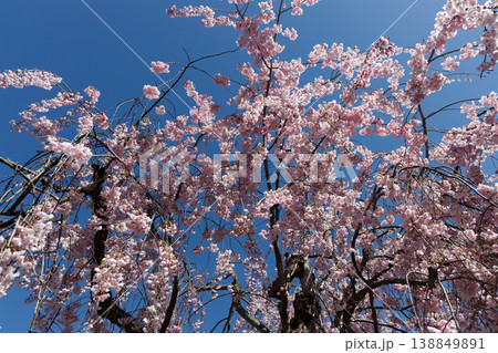 満開の枝垂れ桜 138849891