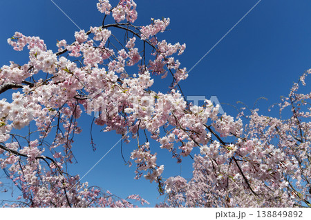 満開の枝垂れ桜 138849892