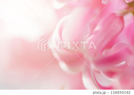 Romantic Pink Floral Background with Petal Texture Romantic Pink Floral Background with Petal Texture 138850192