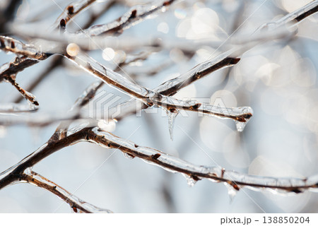 Winter Frost on Branches for Climate and Nature Themes Winter Frost on Branches for Climate and Nature Themes 138850204