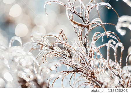 Winter Frost on Branches for Climate and Nature Themes Winter Frost on Branches for Climate and Nature Themes 138850208