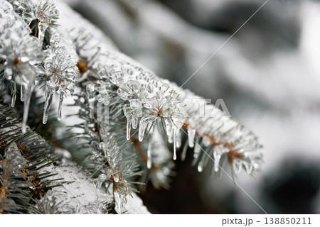 Winter Frost on Branches for Climate and Nature Themes 138850211