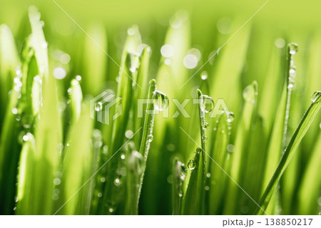 Wet spring green grass background with dew lawn natural. Wet spring green grass background with dew lawn natural. 138850217