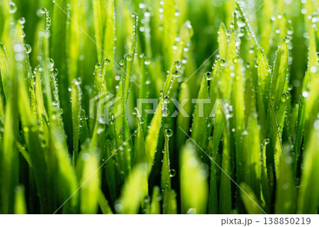 Wet spring green grass backround with dew lawn natural. Wet spring green grass backround with dew lawn natural. 138850219